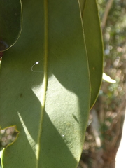 Tristaniopsis laurina