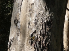 Tristaniopsis laurina