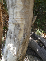 Tristaniopsis laurina