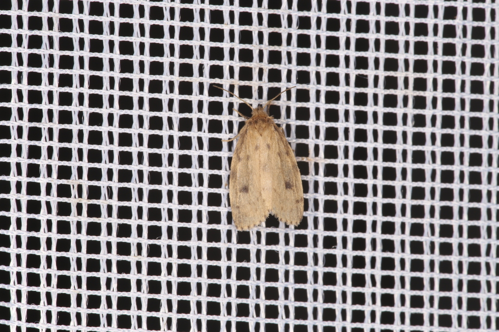 Round-winged Muslin