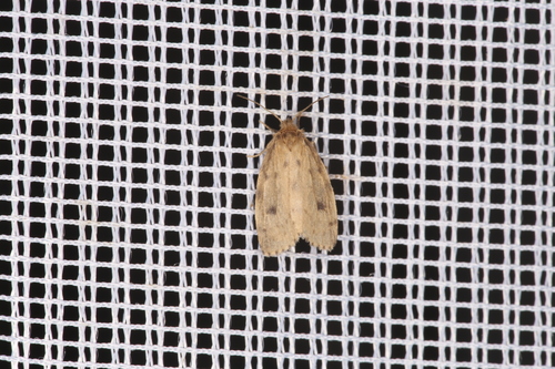 Round-winged Muslin