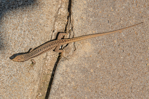 Rostombekov's Lizard, Darevskia rostombekowi