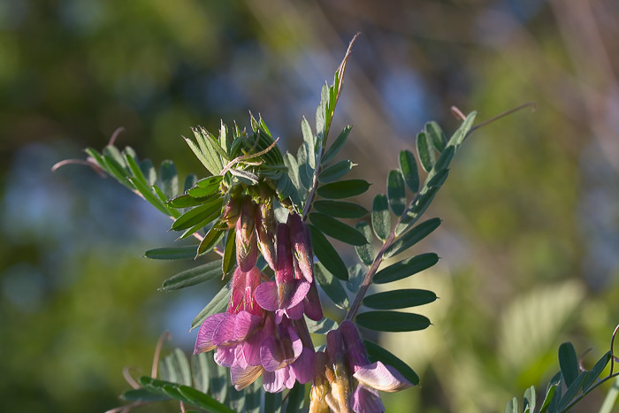 Vicia pannonica
