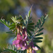 Vicia pannonica - Photo (c) Sarah Gregg,  זכויות יוצרים חלקיות (CC BY-NC)