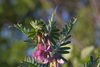 Hungarian Vetch - Photo (c) Sarah Gregg, some rights reserved (CC BY-NC)
