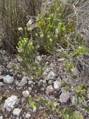 Phylica ericoides ericoides