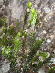 Phylica ericoides ericoides