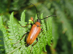 Stictoleptura rubra