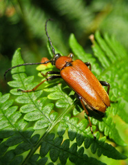 Stictoleptura rubra