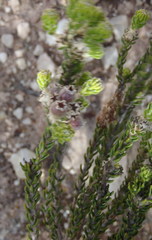 Phylica ericoides ericoides