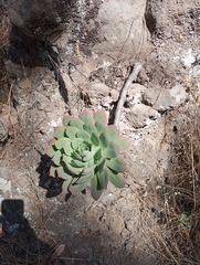 Aeonium percarneum image