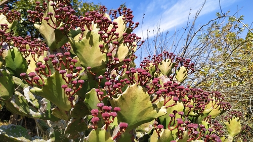 Image of Euphorbia antiquorum by (c) Firos AK, some rights reserved (CC BY)