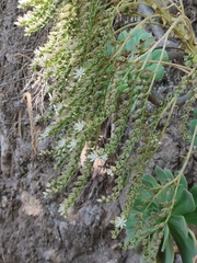 Aeonium percarneum image