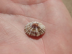 Siphonaria denticulata