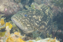 Epinephelus daemelii