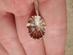 Siphonaria denticulata