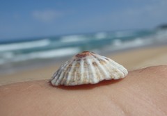 Siphonaria denticulata