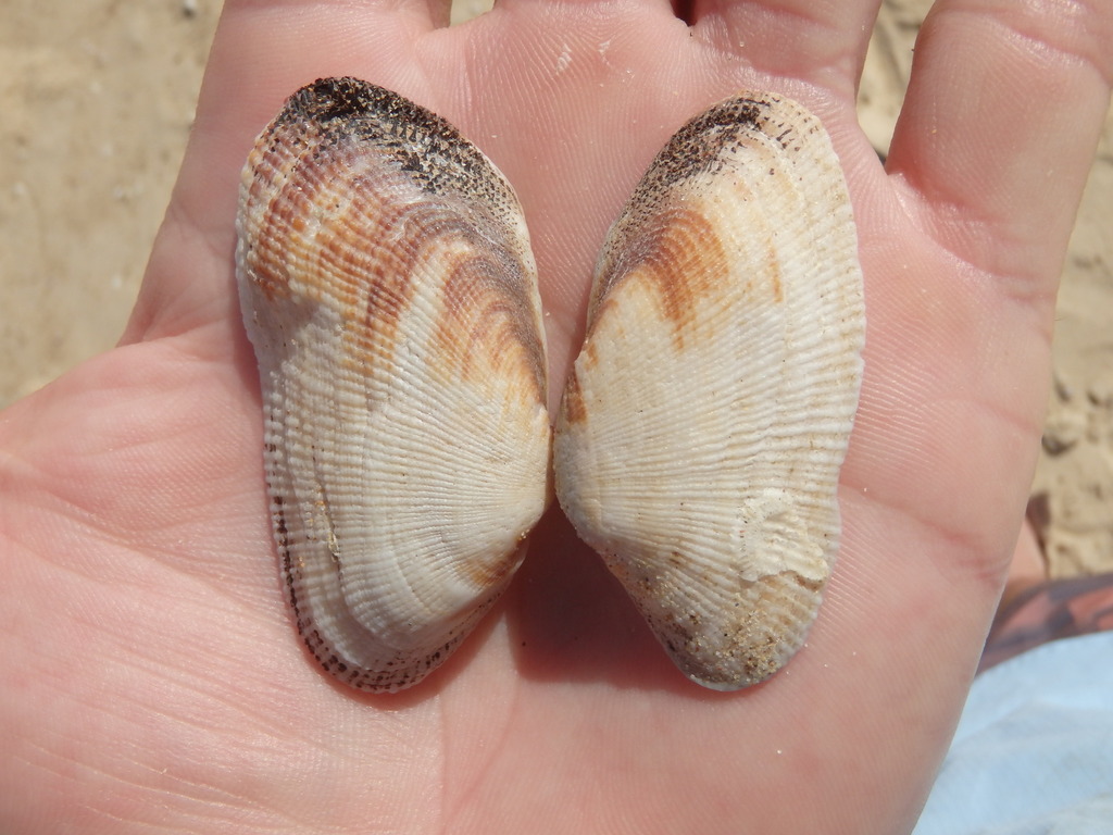 Banded Ark
