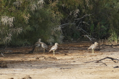 Burhinus senegalensis