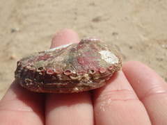 Haliotis coccoradiata