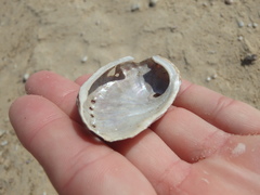 Haliotis coccoradiata