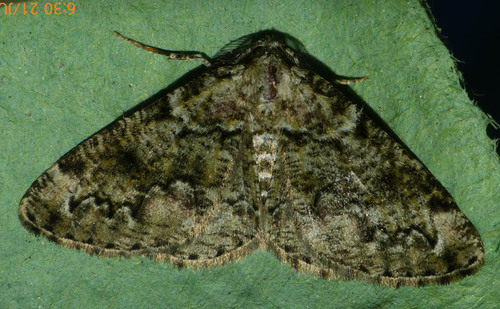 Cleorodes lichenaria