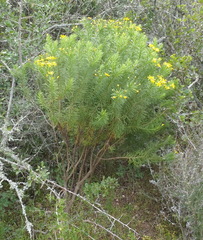 Euryops linearis