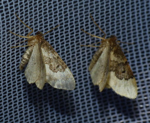 Idaea rusticata