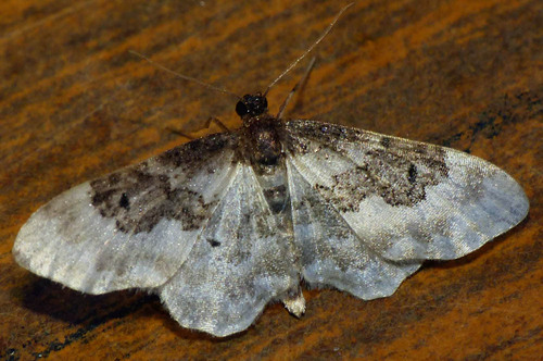 Idaea rusticata