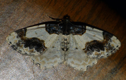 Ligdia adustata