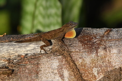 Anolis ignigularis