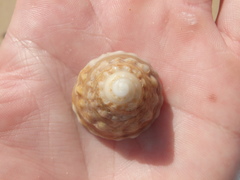 Astralium tentoriiforme