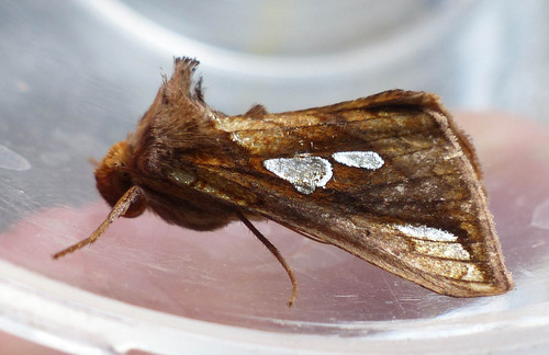 Plusia festucae