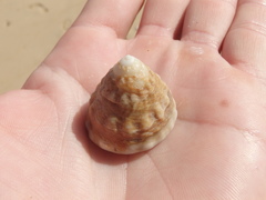 Astralium tentoriiforme