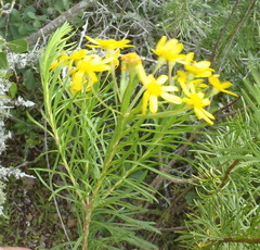 Euryops linearis