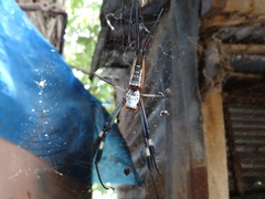 Trichonephila senegalensis