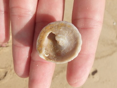 Astralium tentoriiforme