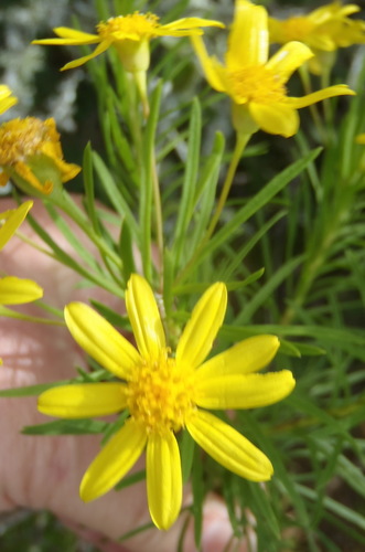 Image of Euryops linearis by (c) Nicola van Berkel, some rights reserved (CC BY-SA)