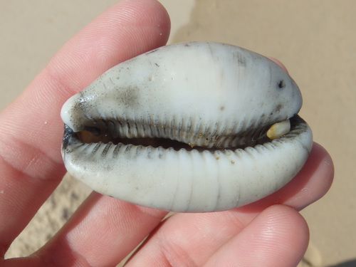 Calf Cowry