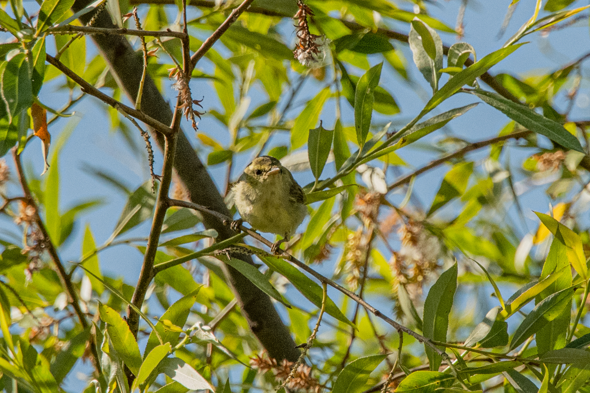 Green Warbler