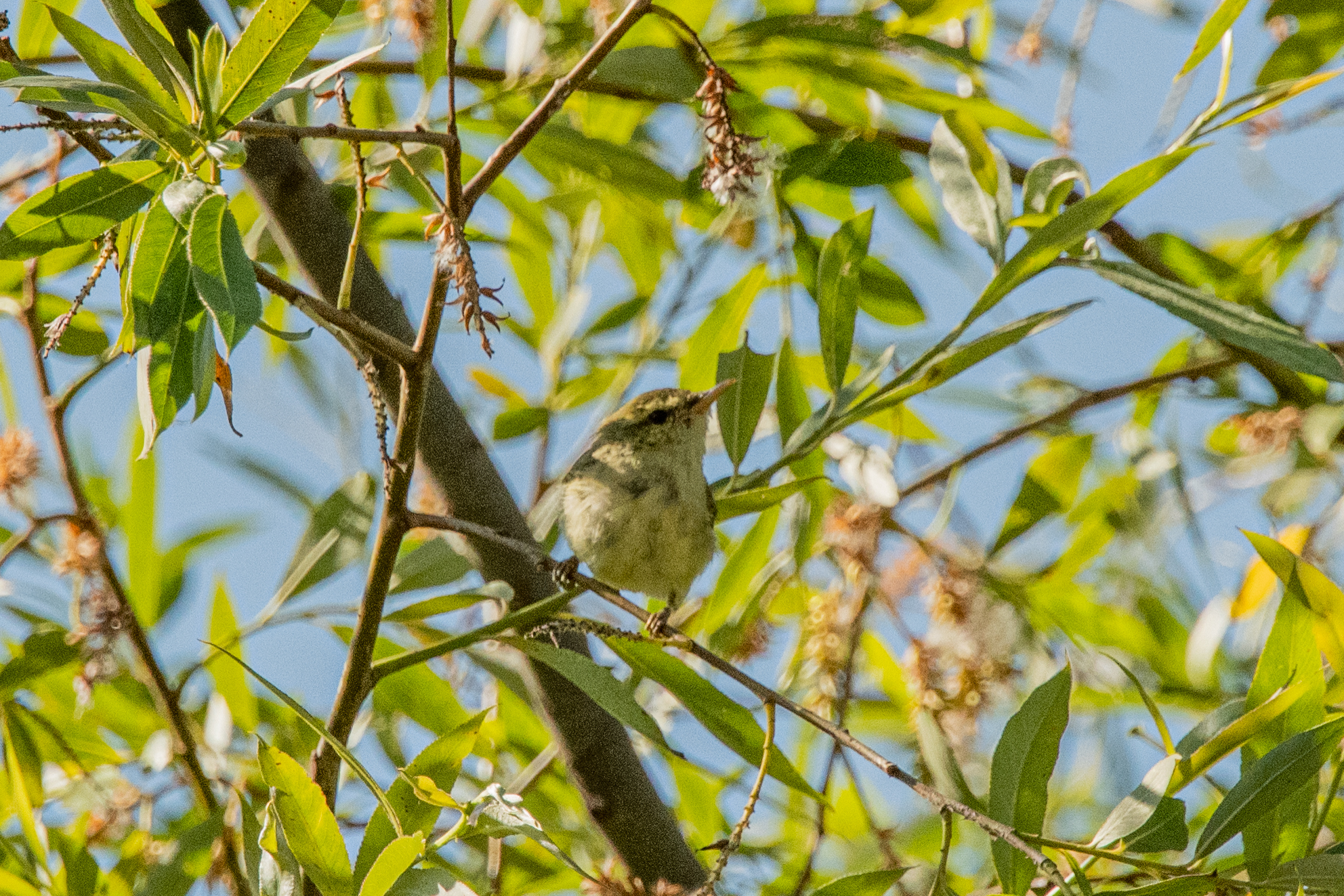 Green Warbler