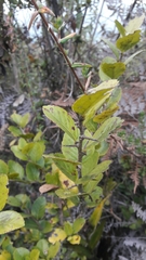 Xylosma spiculifera