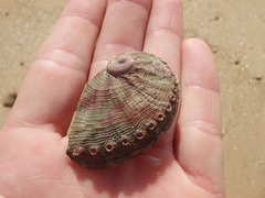 Haliotis coccoradiata