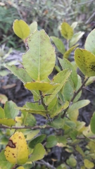 Xylosma spiculifera