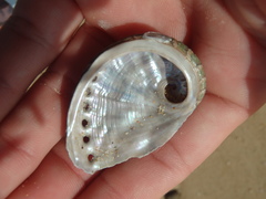 Haliotis coccoradiata