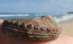 Haliotis coccoradiata