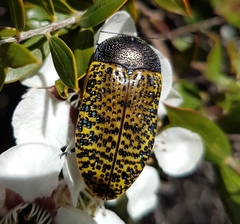 Stigmodera macularia