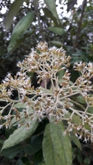 Ageratina asclepiadea