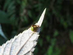 Araneus viridiventris