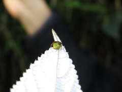 Araneus viridiventris